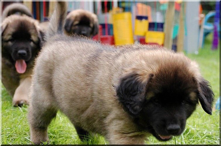 leonberger 070.jpg